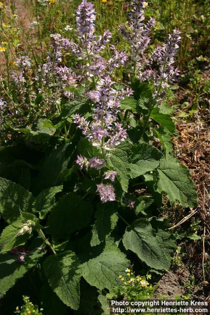 Photo: Salvia sclarea 7.