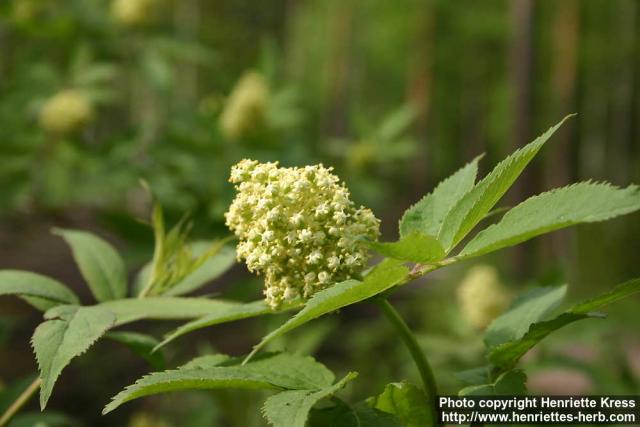 Photo: Sambucus racemosa 22.