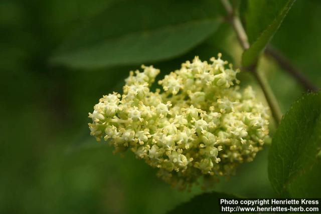 Photo: Sambucus racemosa 23.