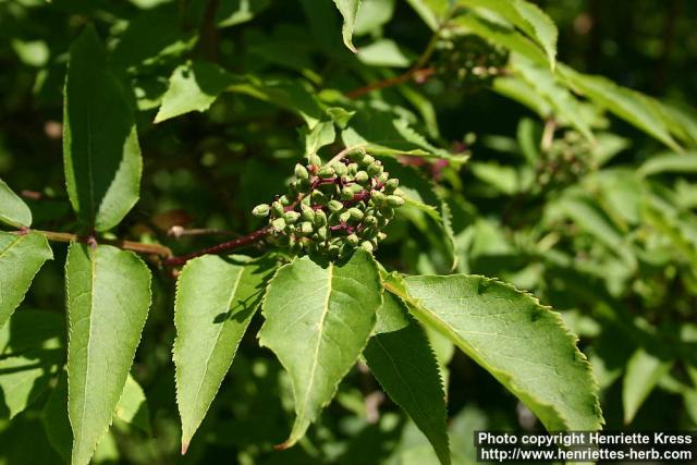 Photo: Sambucus racemosa 24.