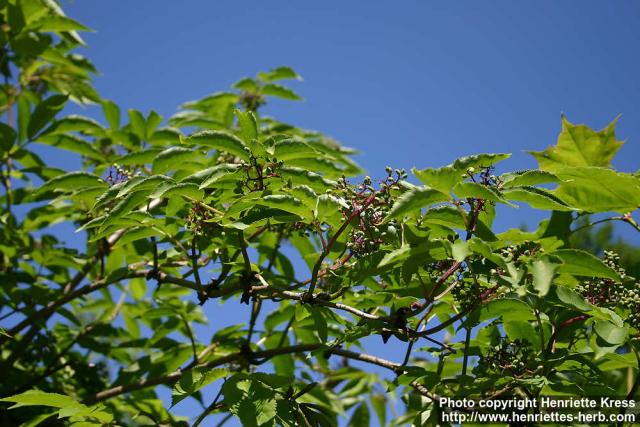 Photo: Sambucus racemosa 25.