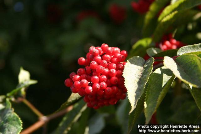 Photo: Sambucus racemosa 29.