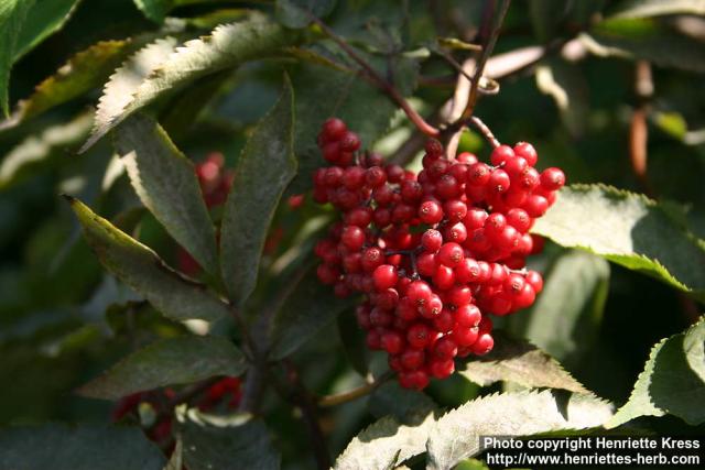 Photo: Sambucus racemosa 31.