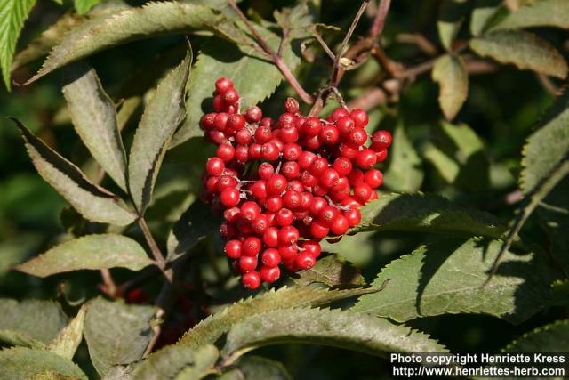 Photo: Sambucus racemosa 33.