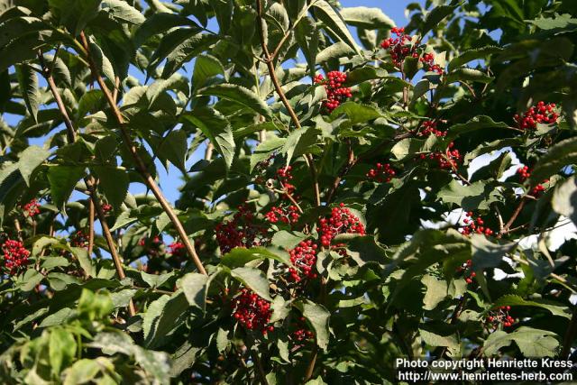 Photo: Sambucus racemosa 34.