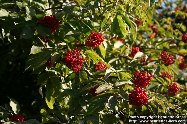 Photo: Sambucus racemosa 36.