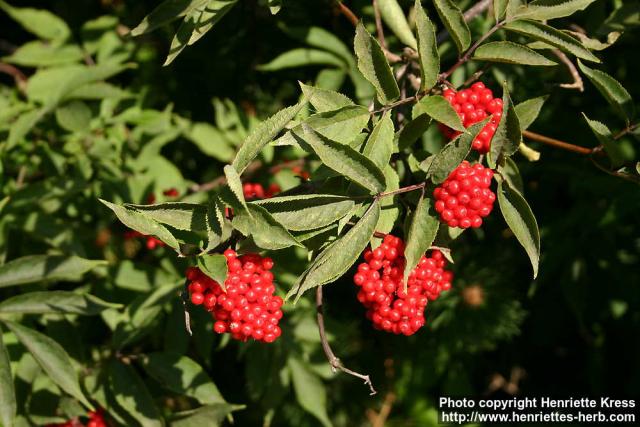 Photo: Sambucus racemosa 38.