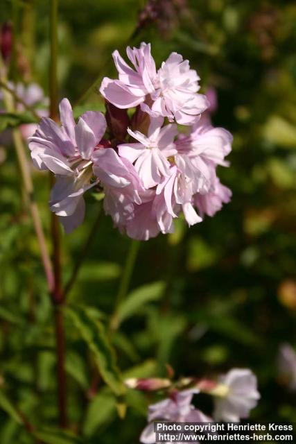 Photo: Saponaria officinalis 10.