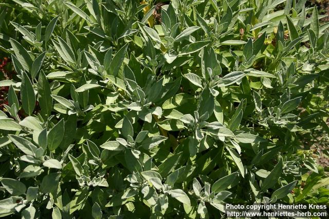 Photo: Salvia officinalis 18.