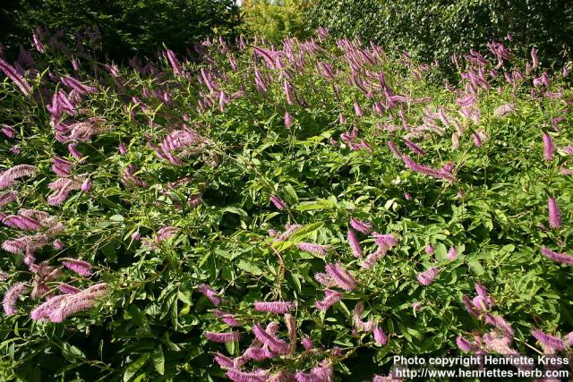 Photo: Sanguisorba hakusanensis 09.