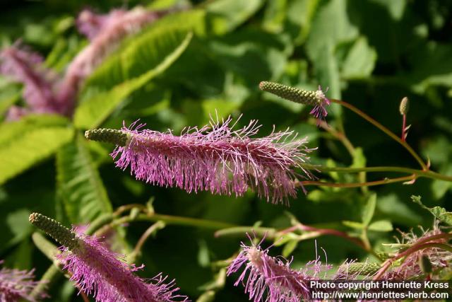 Photo: Sanguisorba hakusanensis 10.