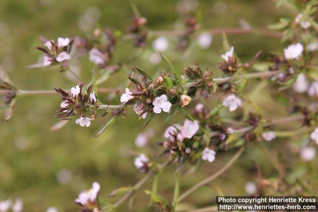 Photo: Satureja hortensis 10.