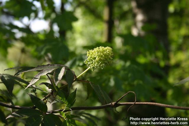 Photo: Sambucus racemosa 40.