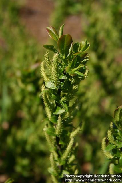 Photo: Salix myrtillifolia 1.