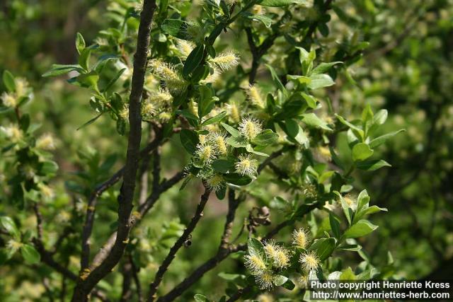 Photo: Salix glauca 2.