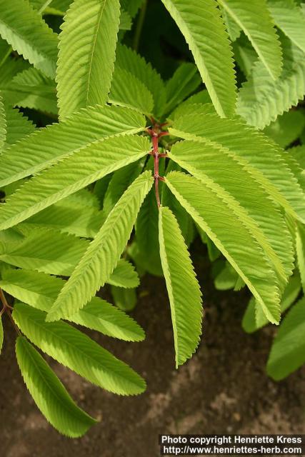 Photo: Sanguisorba canadensis 3.