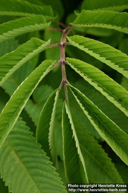 Photo: Sanguisorba canadensis 4.