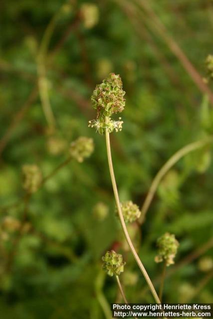 Photo: Sanguisorba minor 6.