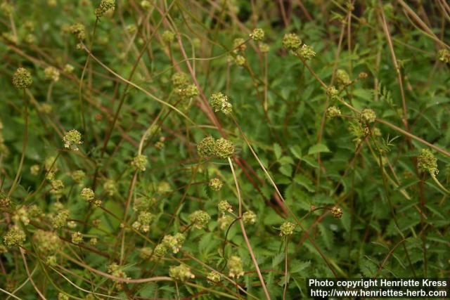 Photo: Sanguisorba minor 7.