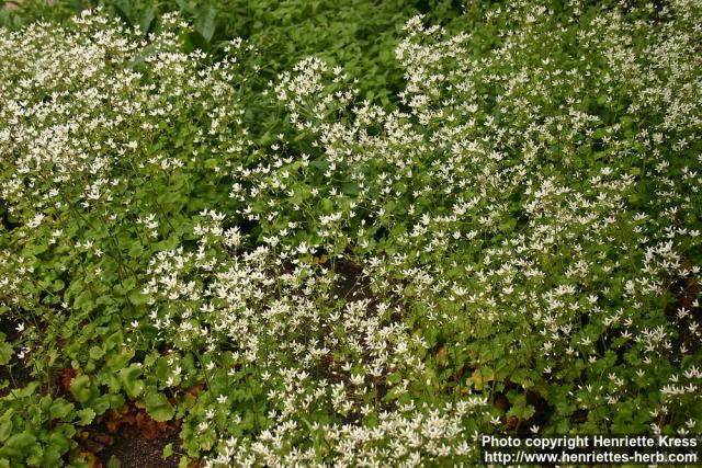 Photo: Saxifraga rotundifolia 0.