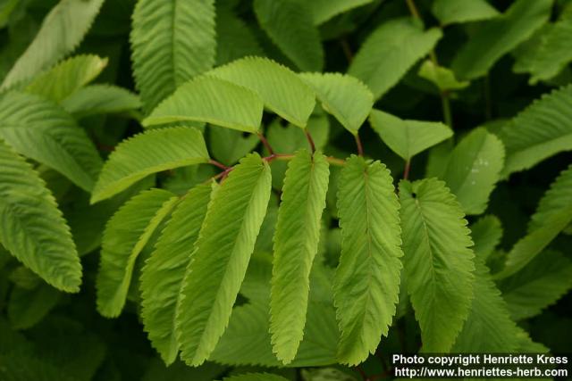 Photo: Sanguisorba hakusanensis 15.