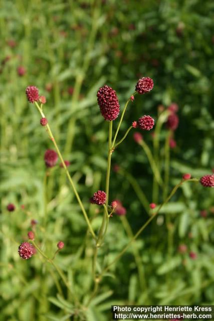 Photo: Sanguisorba officinalis 4.