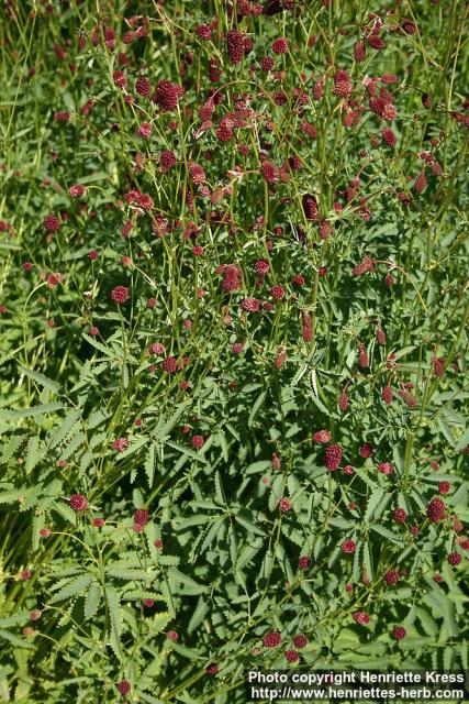 Photo: Sanguisorba officinalis 5.