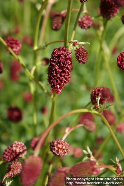 Photo: Sanguisorba officinalis 6.