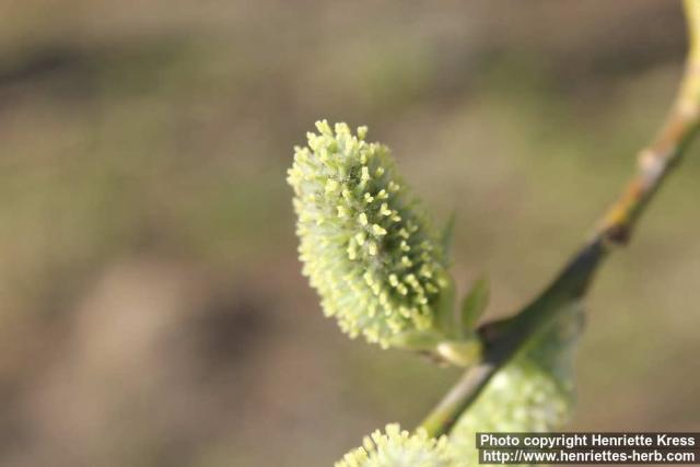 Photo: Salix 24.