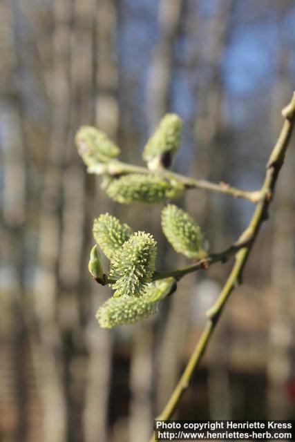 Photo: Salix 25.