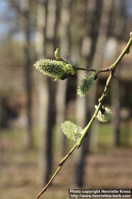 Photo: Salix 26.