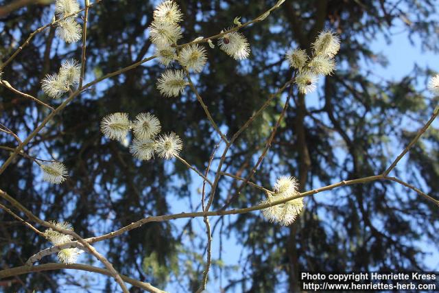 Photo: Salix 32.