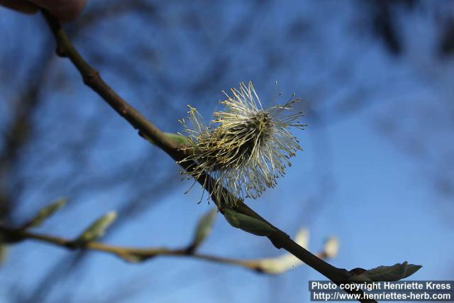 Photo: Salix 33.