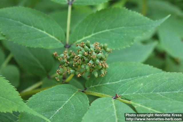 Photo: Sambucus racemosa 41.