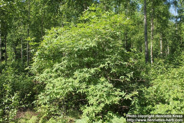 Photo: Sambucus racemosa 43.