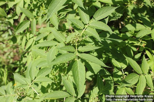 Photo: Sambucus racemosa 45.