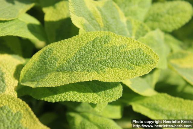 Photo: Salvia officinalis 20.