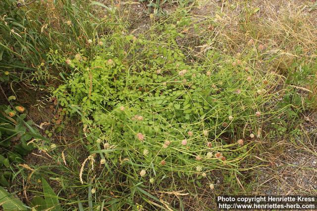 Photo: Sanguisorba minor 08.