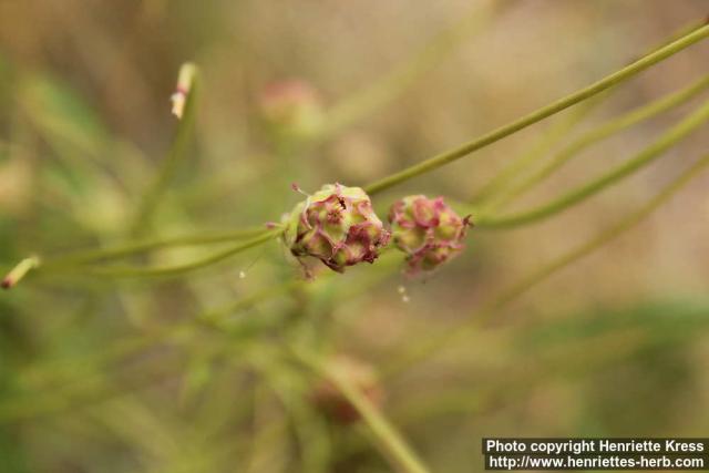 Photo: Sanguisorba minor 09.