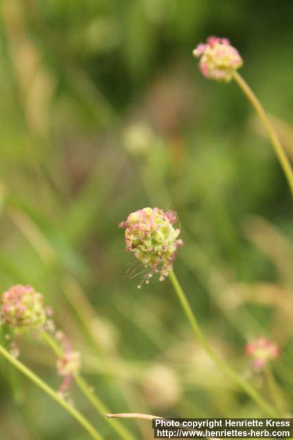 Photo: Sanguisorba minor 10.