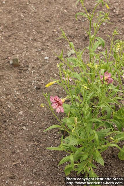 Photo: Salpiglossis sinuata 3.