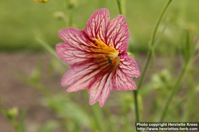 Photo: Salpiglossis sinuata 4.