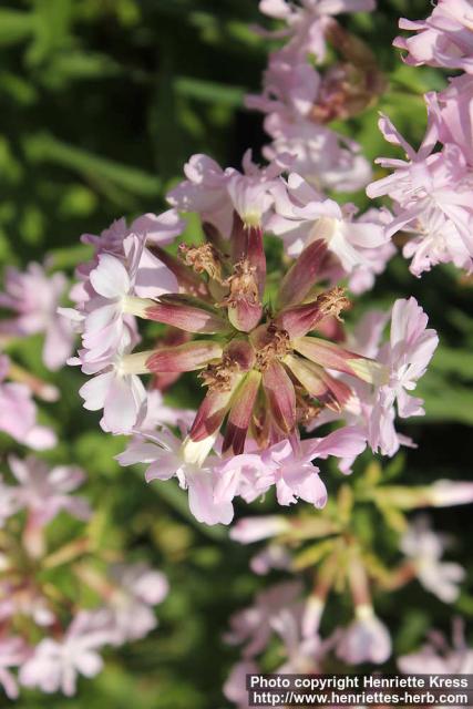 Photo: Saponaria officinalis 15.