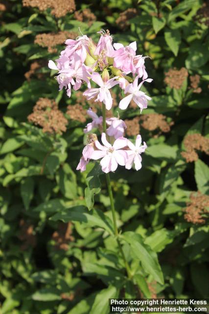 Photo: Saponaria officinalis 17.