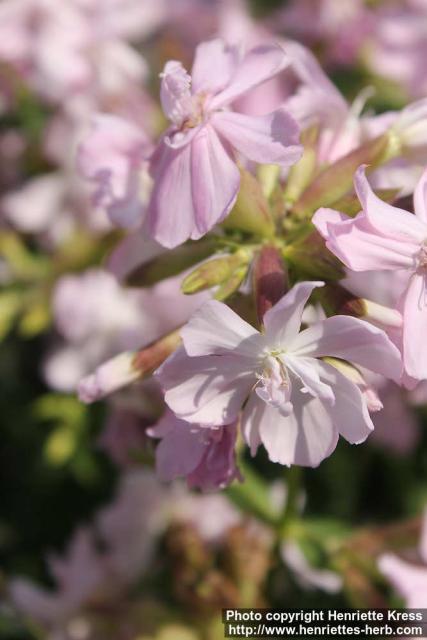 Photo: Saponaria officinalis 18.