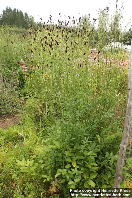 Photo: Sanguisorba officinalis 07.