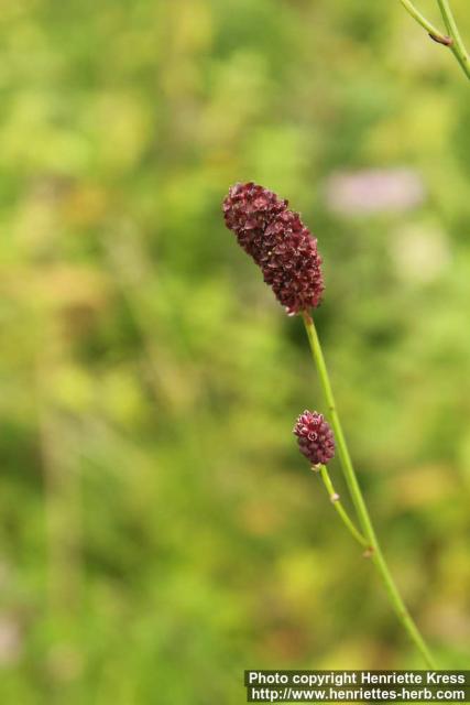 Photo: Sanguisorba officinalis 09.