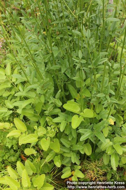 Photo: Sanguisorba officinalis 10.