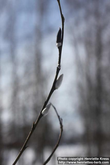 Photo: Salix 36.