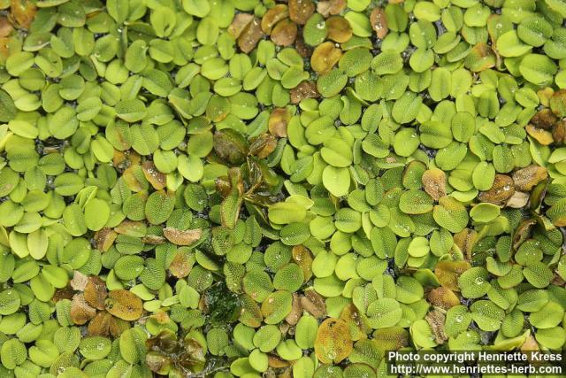 Photo: Salvinia adnata 0.